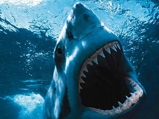 Jaws Shark Song