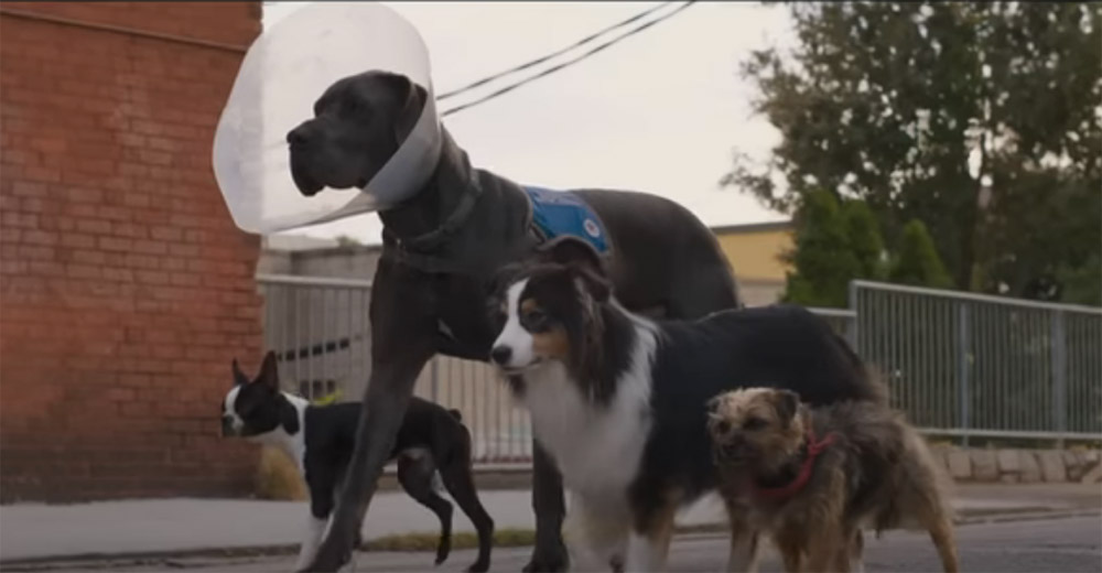 Strays Review HeyUGuys