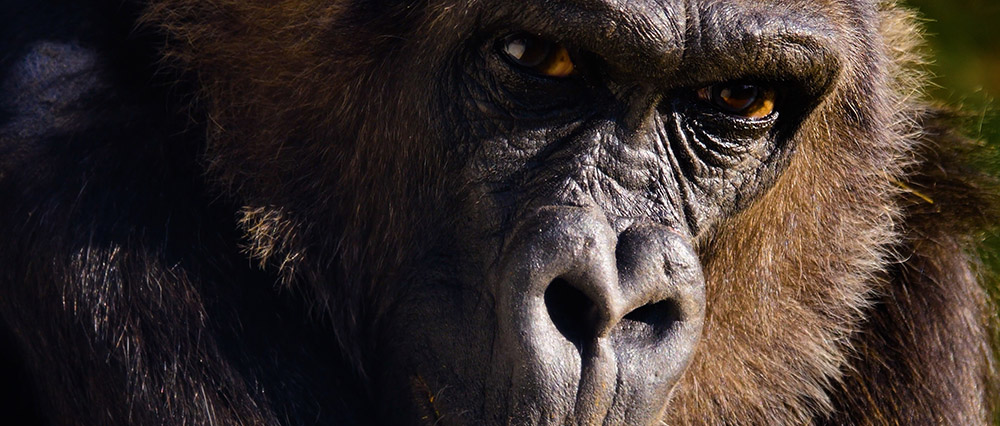 Close up of a gorilla's face - DreamScapes